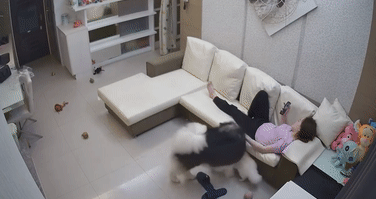 女主让阿拉带娃,狗子却把宝宝当坐垫,细节让妈妈放下了心 女主让阿拉带娃,狗子却把宝宝当坐垫,细节让妈妈放下了心
