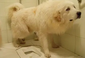 如何训练狗狗大小便