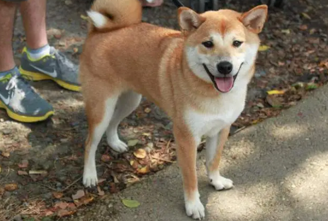 什么品种的狗最不容易生病 什么品种的狗最不容易生病