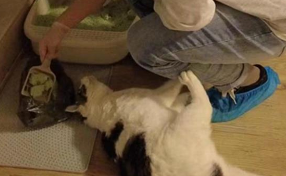 宠托师国庆假期帮喂猫日赚六百：新型职业火爆背后也有乱象