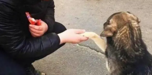 喂火腿肠给流浪犬,流浪犬不吃反而伸出爪子,随后举动让人感动 喂火腿肠给流浪犬,流浪犬不吃反而伸出爪子,随后举动让人感动