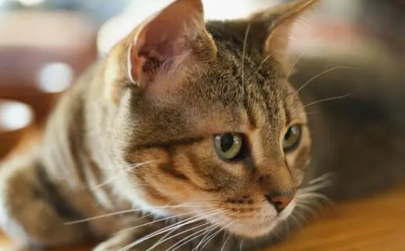 怎么除猫咪身上的跳蚤