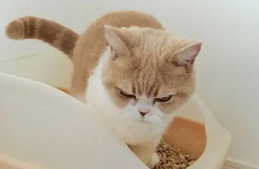小猫拉稀怎么办 小猫拉稀怎么办
