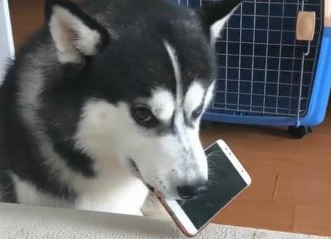 主人又双放狗肉汤录音，哈士奇崩溃，接下来的做法笑了
