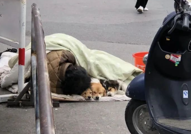 “我是流浪汉,但我的狗不是…” “我是流浪汉,但我的狗不是…”