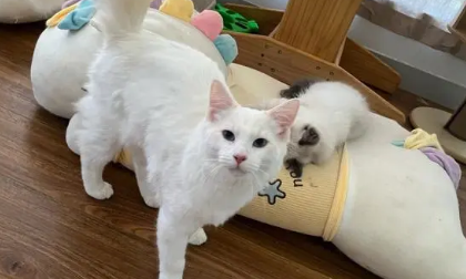 养猫可以种栀子花吗 养猫可以种栀子花吗