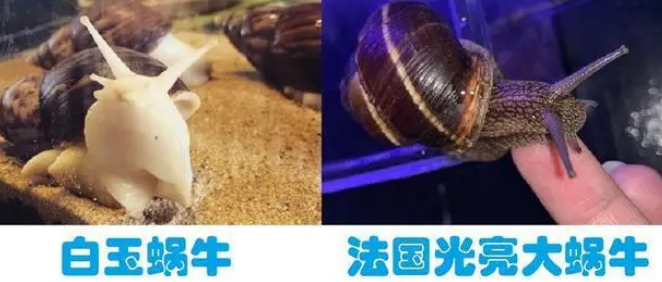 蜗牛的生栖环境与习性 蜗牛的生栖环境与习性