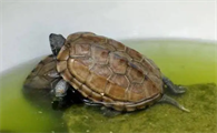 养龟放多少水合适