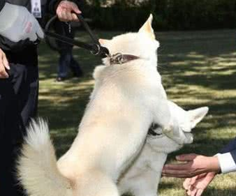 丰山犬，秘而不宣的朝鲜“国犬”