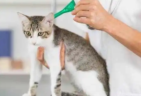 小猫多大可以驱虫