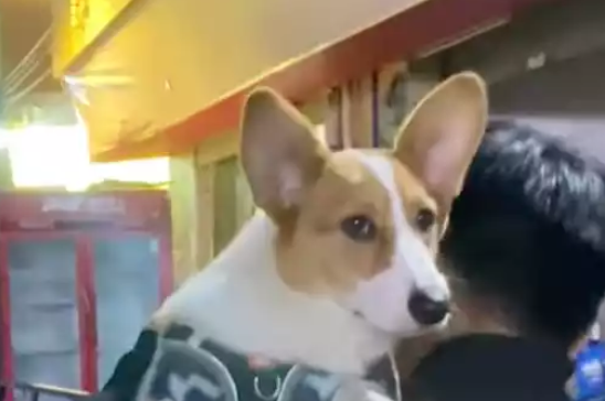 狗狗伸长脖子看人家吵架,主人挡都挡不住,怎么这么八卦的啊! 狗狗伸长脖子看人家吵架,主人挡都挡不住,怎么这么八卦的啊!