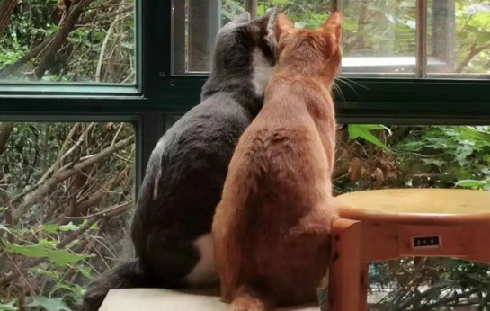 我家猫10斤重,算胖猫猫吗? 我家猫10斤重,算胖猫猫吗?