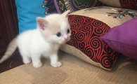 小猫多长时间睁眼