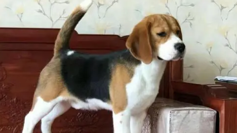 比格犬相当于人几岁的智力?犬种选择及训练技巧全攻略! 比格犬相当于人几岁的智力?犬种选择及训练技巧全攻略!