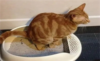 暂时没有猫砂如何解决粪便