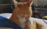 小猫总是发出咕噜咕噜的声音