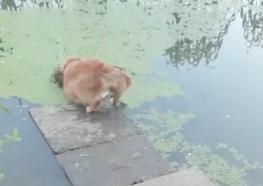 在城市生活的狗,把湖面上的青苔当做了草地,扑通一声就掉下去了