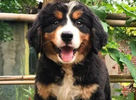 如何训练伯恩山犬大小便 排便训练从何时开始