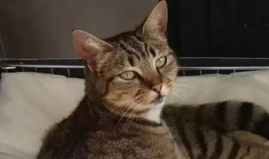 戏精猫每天离家出走,假装自己是流浪猫博取同情,让好心人喂食 戏精猫每天离家出走,假装自己是流浪猫博取同情,让好心人喂食