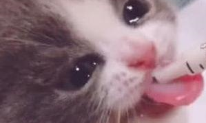 喂小奶猫喝奶，结果它感动哭了：嘤嘤嘤，这是什么神仙美食