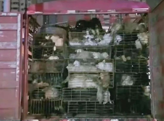 救了一只猫肉车上皮包骨的小猫…果然小猫被爱后会疯狂长出血肉! 救了一只猫肉车上皮包骨的小猫…果然小猫被爱后会疯狂长出血肉!