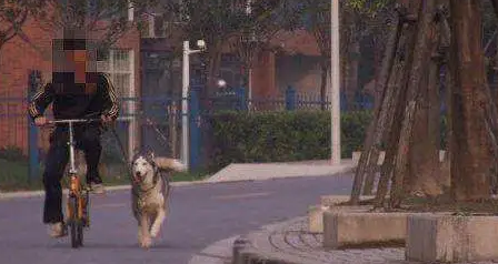 这位准备骑车溜哈士奇的主人,其实我已经猜到结局了,确实很痛 这位准备骑车溜哈士奇的主人,其实我已经猜到结局了,确实很痛