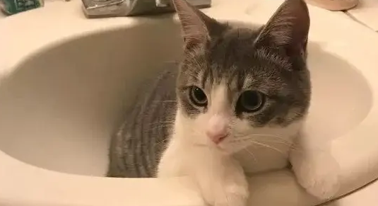 一个女人救了一只丢在路边的小猫,却因此改变了她的生活 一个女人救了一只丢在路边的小猫,却因此改变了她的生活