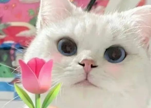 猫咪也有“小愿望”,如果你帮它完成了,它会更爱你! 猫咪也有“小愿望”,如果你帮它完成了,它会更爱你!