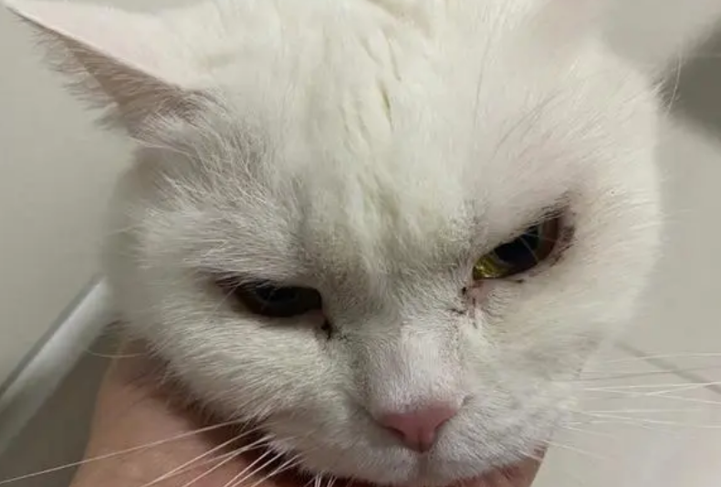 小猫有眼屎是什么情况