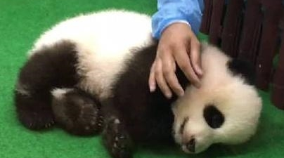 当熊猫暖暖被“退货”,粉丝们不淡定了,好想把暖妹妹给偷回来! 当熊猫暖暖被“退货”,粉丝们不淡定了,好想把暖妹妹给偷回来!