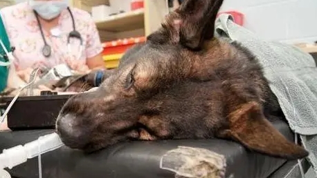 为什么狗要做绝育手术 为什么狗要做绝育手术