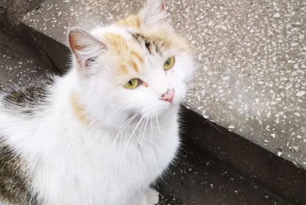 北京猫舍失火18只流浪猫丧命 消防部门称将移交刑侦部门调查
