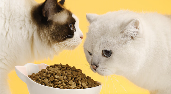 猫大圣S8全价秒换烘焙猫粮 猫大圣S8全价秒换烘焙猫粮