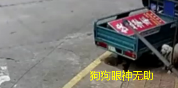 广东大妈见路边有个狗碗，当着狗子面直接拿走，狗狗眼神无助