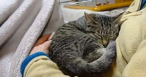 老爷爷救了一只流浪猫，每天黏着他，惹得家里的老伴狂吃醋