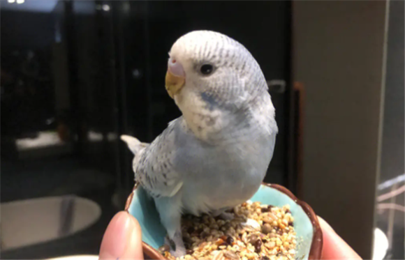 虎皮鹦鹉总张嘴是怎么回事