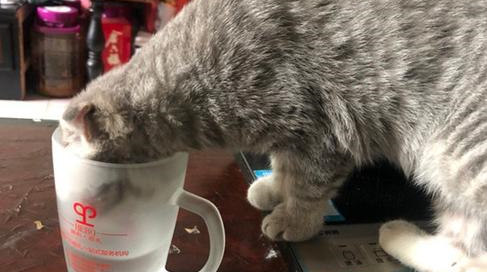 橘猫面对主人的美食诱惑，艰难选择后决定无视，无意中学会了拒食
