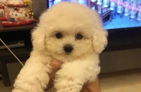 比熊几个月开始变漂亮 比熊几个月开始变漂亮
