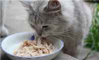 一个月小猫吃什么食物