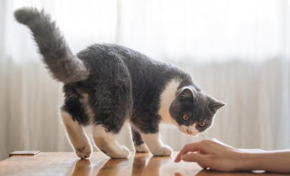 怎么训练猫的胆子大一点 怎么训练猫的胆子大一点
