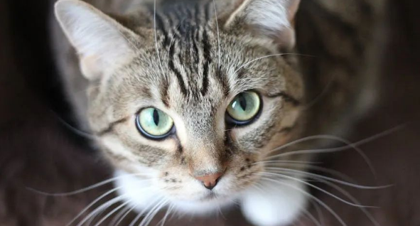 “猫砂盆大逃亡:揭秘猫咪‘叛逆’背后的秘密与解决之道” “猫砂盆大逃亡:揭秘猫咪‘叛逆’背后的秘密与解决之道”