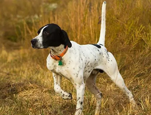 波音达寻回犬:为什么它是最稀有珍贵的非洲运动犬之一? 波音达寻回犬:为什么它是最稀有珍贵的非洲运动犬之一?