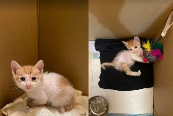 发现家中多了只流浪小奶猫,还是心心念念的橘猫,缘分来了啊! 发现家中多了只流浪小奶猫,还是心心念念的橘猫,缘分来了啊!