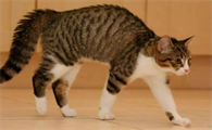 小猫弓起身子斜跳着跑