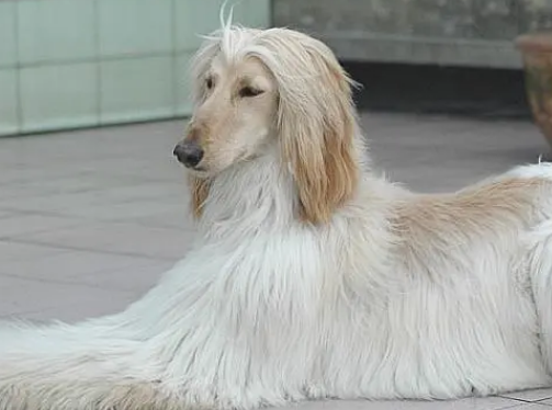 阿富汗猎犬的寿命 健康饲养延长寿命