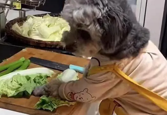 神犬多多:凭超高智商走红网络,买菜做饭惊呆网友,狗也能成精? 神犬多多:凭超高智商走红网络,买菜做饭惊呆网友,狗也能成精?