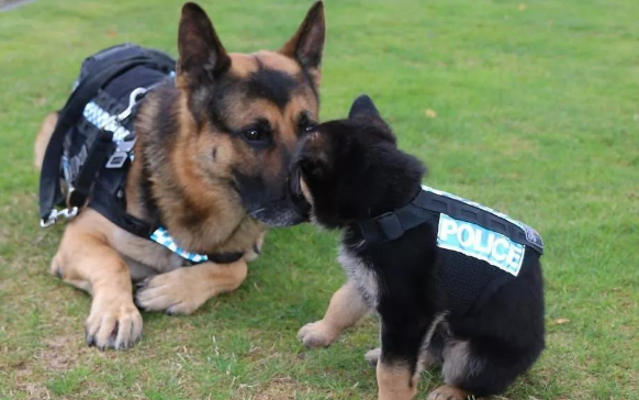 冷知识:警犬也偏科? 冷知识:警犬也偏科?
