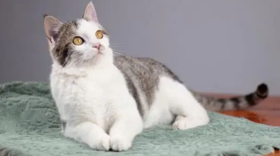 养猫家里有绿萝?别担心,让它们和谐共处! 养猫家里有绿萝?别担心,让它们和谐共处!