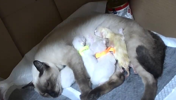 怎么帮猫猫接生 怎么帮猫猫接生
