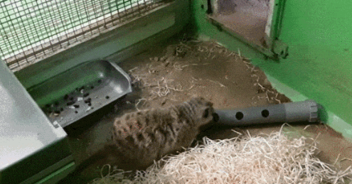 重磅发现！猫咪喜欢不劳而获？